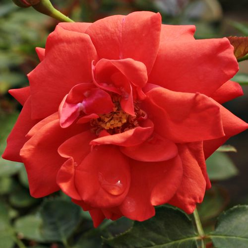 Flirting™ Stromkové ruže,  kvety kvitnú v skupinkách